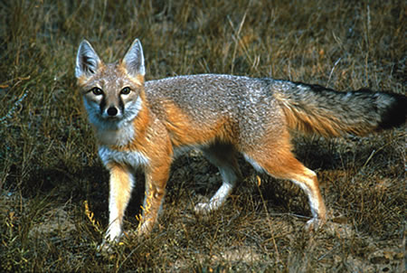 Vulpes Velox